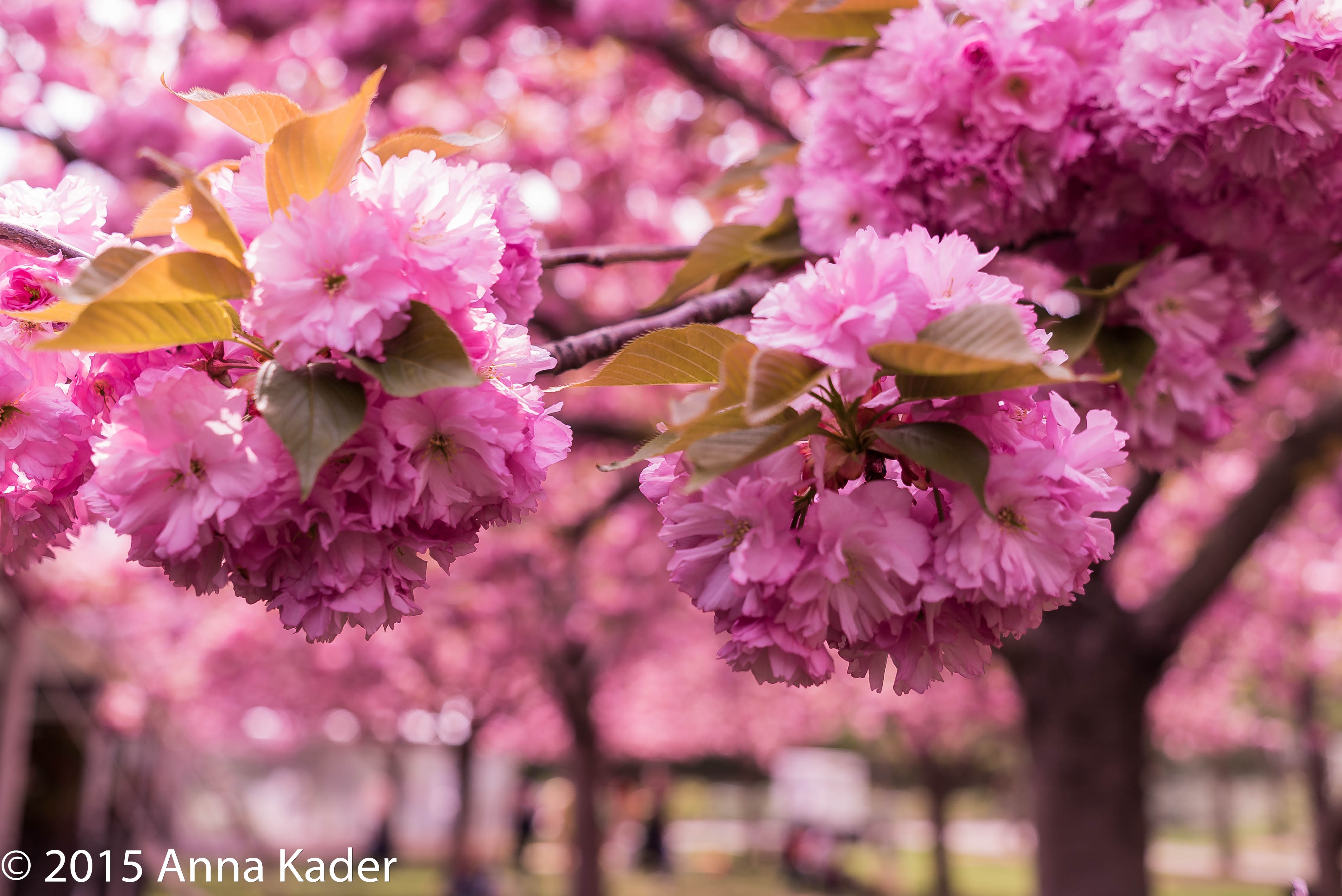 Brooklyn Botanic Garden -1